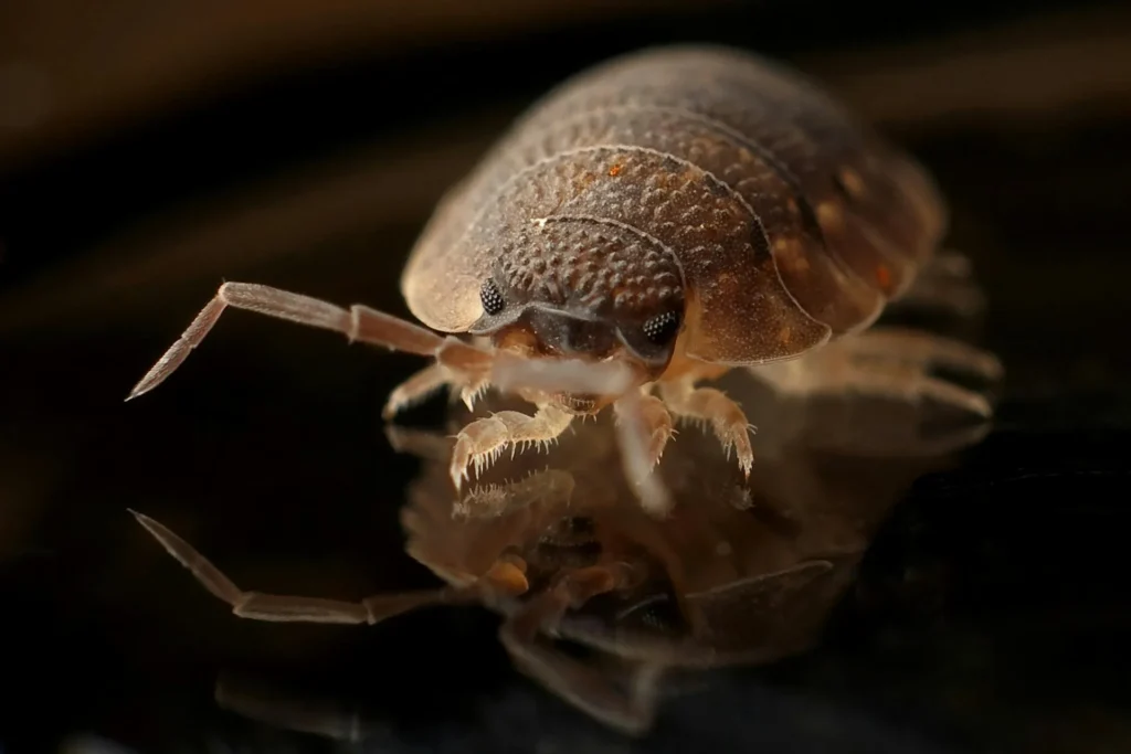 Bed-Bug-Treatment - Lawrence Township Pest Control Pros | Lawrence Township, NJ | 551-525-2545